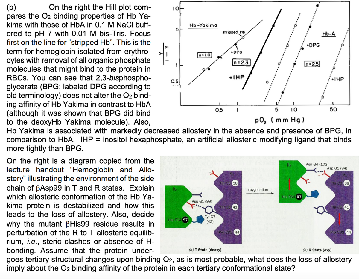 On the right the Hill plot com-
(b)
pares the O2 binding properties of Hb Ya-
kima with those of HbA in 0.1 M NaCl buff-
Hb-Yakima
ered to pH 7 with 0.01 M bis-Tris. Focus
first on the line for "stripped Hb". This is the
term for hemoglobin isolated from erythro-
cytes with removal of all organic phosphate
molecules that might bind to the protein in
RBCS. You can see that 2,3-bisphospho-
glycerate (BPG; labeled DPG according to
old terminology) does not alter the O2 bind-
ing affinity of Hb Yakima in contrast to HbA
(although it was shown that BPG did bind
to the deoxyHb Yakima molecule). Also,
Hb Yakima is associated with markedly decreased allostery in the absence and presence of BPG, in
comparison to HbA. IHP = inositol hexaphosphate, an artificial allosteric modifying ligand that binds
more tightly than BPG.
stripped Hb
Hb-A
•DPG
+DPG
n= 1.0
n = 2.3
n=2,5
+THP
+IHP
0.5
0.5
1
5
10
50
po, ( mm Hg )
%3D
On the right is a diagram copied from the
lecture handout "Hemoglobin and Allo-
stery" illustrating the environment of the side
chain of BASP99 in T and R states. Explain
which allosteric conformation of the Hb Ya-
Asn G4 (102)
Asp G1 (94)
Thr C3 38
Thr C3 38
B2
oxygenation
His FG4 97
Asp G1 (99)
kima protein is destabilized and how this
leads to the loss of allostery. Also, decide
why the mutant BHis99 residue results in
perturbation of the R to T allosteric equilib-
rium, i.e., steric clashes or absence of H-
bonding. Assume that the protein under-
goes tertiary structural changes upon binding O2, as is most probable, what does the loss of allostery
imply about the O2 binding affinity of the protein in each tertiary conformational state?
Thr C6 41
Thr C6 41
Tyr C7
(42)
His FG4 97
Pro CD2 44
Pro CD2 44
fa) T State (deoxy)
(b) R State (oxy)
