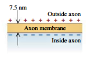 7.5 nm
Outside axon
+
Axon membrane
Inside axon
