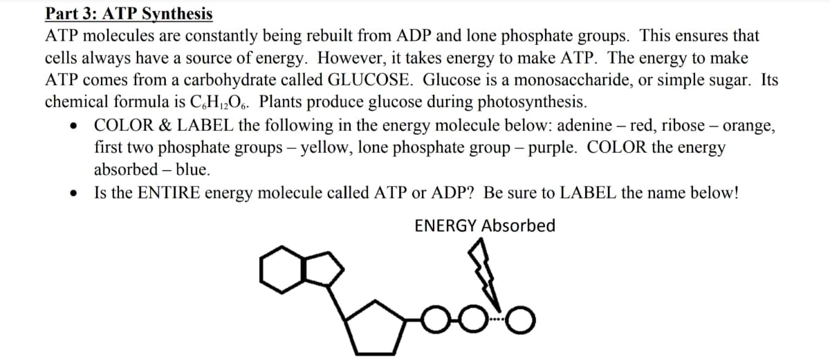 Part 3: ATP Synthesis
ATP molecules are constantly being rebuilt from ADP and lone phosphate groups. This ensures that
cells always have a source of energy. However, it takes energy to make ATP. The energy to make
ATP comes from a carbohydrate called GLUCOSE. Glucose is a monosaccharide, or simple sugar. Its
chemical formula is C,H1,Og. Plants produce glucose during photosynthesis.
COLOR & LABEL the following in the energy molecule below: adenine – red, ribose – orange,
first two phosphate groups – yellow, lone phosphate group – purple. COLOR the energy
absorbed – blue.
Is the ENTIRE energy molecule called ATP or ADP? Be sure to LABEL the name below!
ENERGY Absorbed
