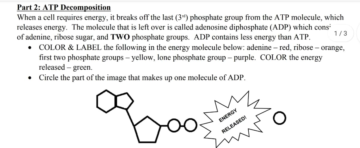 Part 2: ATP Decomposition
When a cell requires energy, it breaks off the last (3rd) phosphate group from the ATP molecule, which
releases energy. The molecule that is left over is called adenosine diphosphate (ADP) which cons
of adenine, ribose sugar, and TWO phosphate groups. ADP contains less energy than ATP.
COLOR & LABEL the following in the energy molecule below: adenine – red, ribose
first two phosphate groups – yellow, lone phosphate group – purple. COLOR the energy
released
1/3
- green.
Circle the part of the image that makes up one molecule of ADP.
orange,
poo
ENERGY
RELEASED!
my
