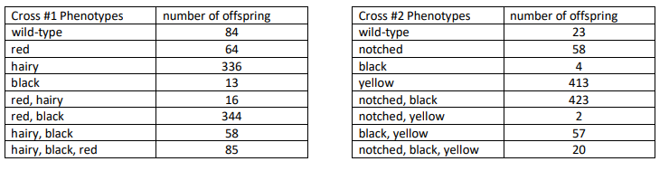 Cross #1 Phenotypes
wild-type
Cross #2 Phenotypes
wild-type
number of offspring
number of offspring
84
23
red
64
notched
58
hairy
black
336
black
4
13
yellow
notched, black
notched, yellow
black, yellow
notched, black, yellow
413
red, hairy
red, black
16
423
344
2
hairy, black
hairy, black, red
58
57
85
20
