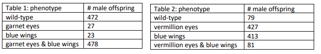 Table 1: phenotype
wild-type
garnet eyes
blue wings
garnet eyes & blue wings
# male offspring
Table 2: phenotype
wild-type
vermillion eyes
blue wings
vermillion eyes & blue wings
# male offspring
472
79
27
427
23
413
478
81
