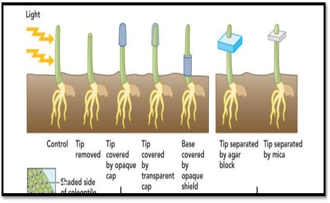 Light
Control Tip
removed covered
Tip
covered
by opaque by
Tip separated Tip separated
by agar
block
Tip
Base
covered
by
by mica
transparent opaque
сар
cap
-Shaded side
of coloontile
shield
