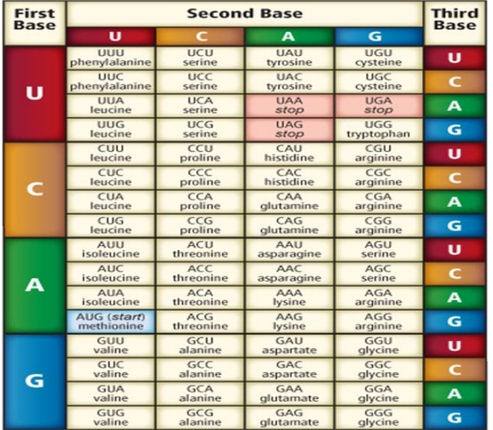 First
Base
Second Base
Third
Base
A
UUU
phenylalanine
UUC
phenylalanine
UUA
leucine
UCU
serine
UCC
serine
UAU
tyrosine
UGU
cysteine
UAC
tyrosine
UAA
stop
UAG
stop
CAU
histidine
UGC
C
cysteine
UCA
serine
UGA
stop
UUG
leucine
UCG
serine
UGG
CUU
leucine
tryptophan
CGU
arginine
CCU
proline
CCC
proline
CCA
proline
CCG
proline
ACU
threonine
CUC
leucine
CAC
histidine
CGC
arginine
CGA
arginine
CGG
arginine
AGU
serine
AGC
serine
AGA
arginine
CUA
leucine
CAA
glutamine
CAG
glutamine
AAU
asparagine
CUG
leucine
G
AUU
isoleucine
AUC
isoleucine
ACC
threonine
AAC
A
asparagine
AUA
isoleucine
ACA
threonine
AAA
lysine
AAG
lysine
AUG (start)
methionine
ACG
threonine
AGG
arginine
GGU
glycine
GGC
glycine
GUU
valine
GCU
alanine
GAU
aspartate
GUC
valine
GUA
valine
GUG
valine
GAC
GCC
alanine
aspartate
GCA
alanine
GCG
alanine
GAA
GGA
glycine
GGG
glycine
glutamate
GAG
glutamate
G
