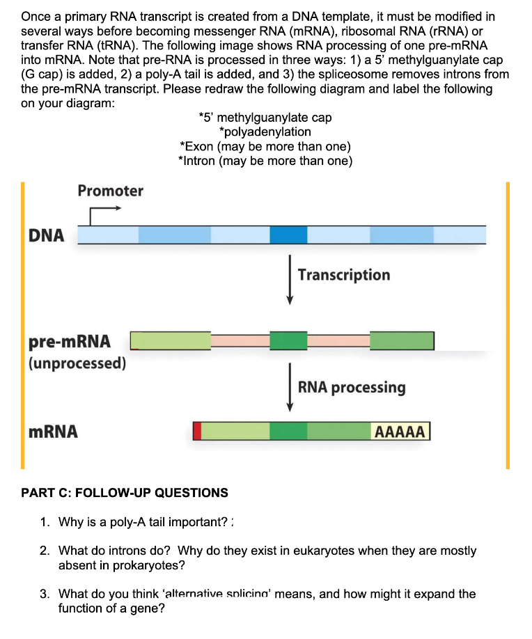 Once a primary RNA transcript is created from a DNA template, it must be modified in
several ways before becoming messenger RNA (mRNA), ribosomal RNA (rRNA) or
transfer RNA (TRNA). The following image shows RNA processing of one pre-mRNA
into mRNA. Note that pre-RNA is processed in three ways: 1) a 5' methylguanylate cap
(G cap) is added, 2) a poly-A tail is added, and 3) the spliceosome removes introns from
the pre-mRNA transcript. Please redraw the following diagram and label the following
on your diagram:
DNA
Promoter
pre-mRNA
(unprocessed)
mRNA
*5' methylguanylate cap
*polyadenylation
*Exon (may be more than one)
*Intron (may be more than one)
Transcription
RNA processing
AAAAA
PART C: FOLLOW-UP QUESTIONS
1. Why is a poly-A tail important?:
2. What do introns do? Why do they exist in eukaryotes when they are mostly
absent in prokaryotes?
3. What do you think 'alternative splicing' means, and how might it expand the
function of a gene?
