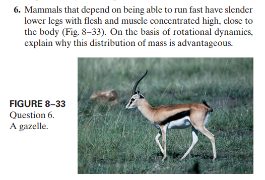 6. Mammals that depend on being able to run fast have slender
lower legs with flesh and muscle concentrated high, close to
the body (Fig. 8–33). On the basis of rotational dynamics,
explain why this distribution of mass is advantageous.
FIGURE 8–33
Question 6.
A gazelle.
