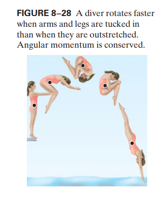 FIGURE 8–28 A diver rotates faster
when arms and legs are tucked in
than when they are outstretched.
Angular momentum is conserved.
