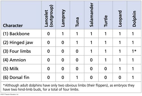 Lancelet
(outgroup)
Lamprey
Tuna
01
Salamander
1
1
Turtle
Character
(1) Backbone
(2) Hinged jaw
(3) Four limbs
(4) Amnion
00001
1
(5) Milk
00000
1
(6) Dorsal fin
00 1
00
0
1
*Although adult dolphins have only two obvious limbs (their flippers), as embryos they
have two hind-limb buds, for a total of four limbs.
©2017 Pearson Education, Inc.
11
1
1
Leopard
1
1
1
1
1
1
Dolphin
1
1
1
1*