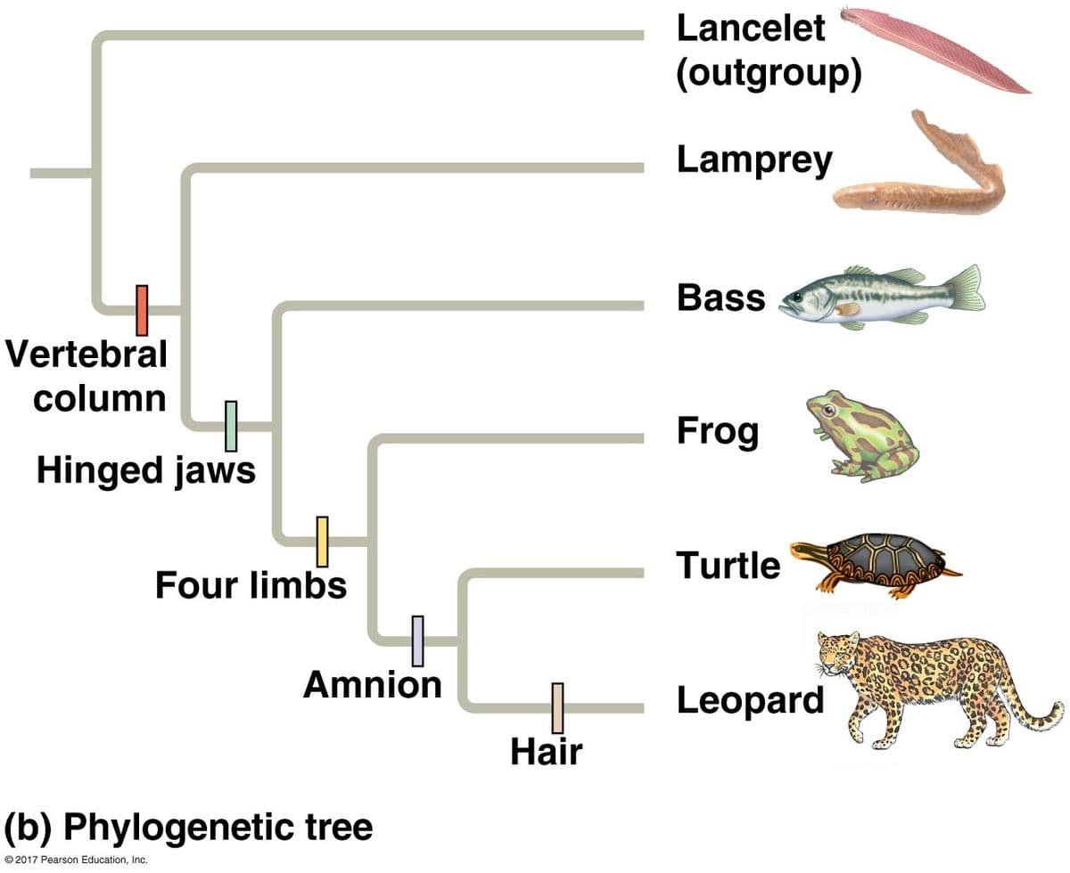 Vertebral
column
Hinged jaws
Four limbs
Amnion
(b) Phylogenetic tree
© 2017 Pearson Education, Inc.
Hair
Lancelet
(outgroup)
Lamprey
Bass
Frog
Turtle
Leopard