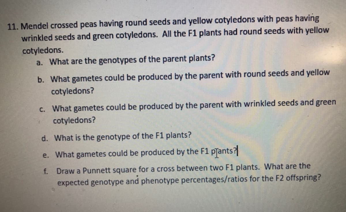 11. Mendel crossed peas having round seeds and yellow cotyledons with peas having
wrinkled seeds and green cotyledons. All the F1 plants had round seeds with yellow
cotyledons.
a. What are the genotypes of the parent plants?
b. What gametes could be produced by the parent with round seeds and yellow
cotyledons?
C. What gametes could be produced by the parent with wrinkled seeds and green
cotyledons?
d. What is the genotype of the F1 plants?
e. What gametes could be produced by the F1 pTants?
f. Draw a Punnett square for a cross between two F1 plants. What are the
expected genotype and phenotype percentages/ratios for the F2 offspring?
