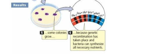 Results
the leur thit biot
phet
yst
some colonies 6.because genetic
recombination has
taken place and
bacteria can synthesize
all necessary nutrients.
grow...
