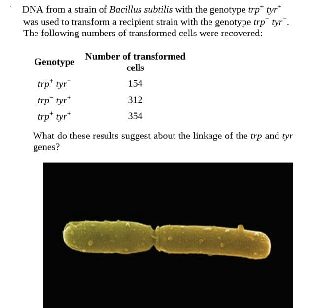 DNA from a strain of Bacillus subtilis with the genotype trp" tyr*
was used to transform a recipient strain with the genotype trp tyr".
The following numbers of transformed cells were recovered:
Number of transformed
Genotype
cells
trp* tyr
154
trp tyr*
trp" tyr*
312
354
What do these results suggest about the linkage of the trp and tyr
genes?
