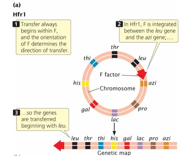 (a)
Hfr1
1 Transfer always
begins within F,
and the orientation
2 In Hfr1, F is integrated
between the leu gene
and the azi gene;....
of F determines the
thr
direction of transfer.
thi
leu
F factor
his
azi
Chromosome
gal
pro
3.so the genes
are transferred
beginning with leu.
lac
leu thr thi his gal lac pro azi
Genetic map
