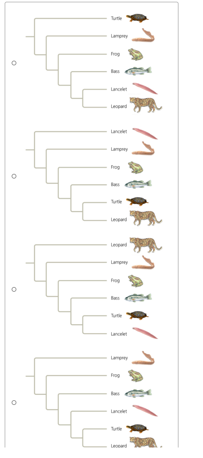 Turtle
Lamprey
Frog
Bass
Lancelet
Leopard
Lancelet
Lamprey
Frog
Bass
Turtle
Leopard
Leopard
Lamprey
Frog
Bass
Turtle
Lancelet
Lamprey
Frog
Bass
Lancelet
Turtle
Leopard
