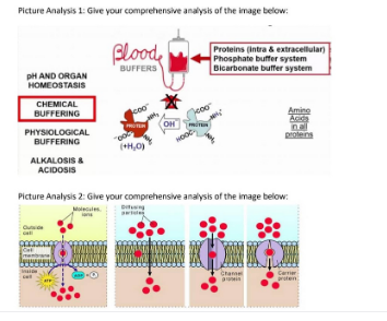 Picture Analysis 1: Give your comprehensive analysis of the image below:
Bloode
Proteins (intra & extracellular)
Phosphate buffer system
Bicarbonate buffer system
BUFFERS
pH AND ORGAN
HOMEOSTASIS
CHEMICAL
BUFFERING
Amino
Acid
PROTEM
OHT
PHYSIOLOGICAL
BUFFERING
00%
proteins
HOOC
(+H₂O)
ALKALOSIS &
ACIDOSIS
Picture Analysis 2: Give your comprehensive analysis of the image below:
Diting
KMKH
ca
(ARK)
Chame
Ar