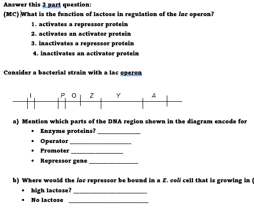 Answer this 3 part question:
(MC) What is the function of lactose in regulation of the lac operon?
1. activates a repressor protein
2. activates an activator protein
3. inactivates a repressor protein
4. inactivates an activator protein
Consider a bacterial strain with a lac operon
Р. О
Y
A
a) Mention which parts of the DNA region shown in the diagram encode for
• Enzyme proteins?
• Operator
• Promoter
• Repressor gene
b) Where would the lac repressor be bound in a E. coli cell that is growing in (
• high lactose?
No lactose
