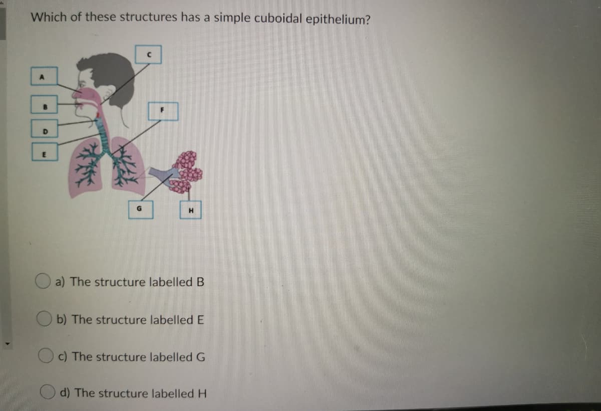 Which of these structures has a simple cuboidal epithelium?
G
a) The structure labelled B
b) The structure labelledE
c) The structure labelled G
O d) The structure labelled H
