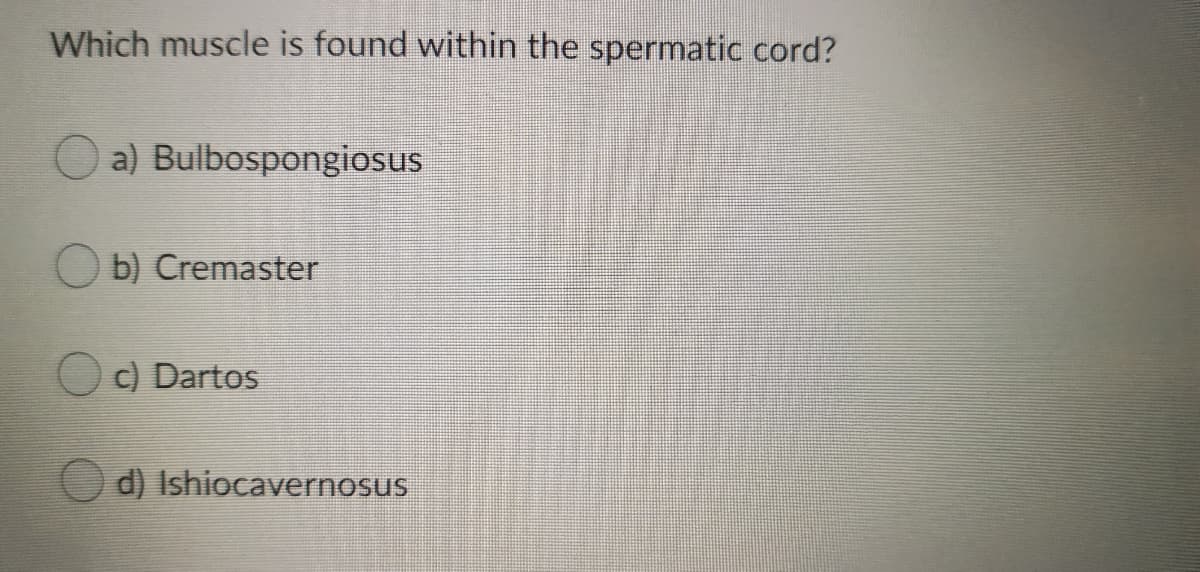 Which muscle is found within the spermatic cord?
Oa) Bulbospongiosus
b) Cremaster
OC) Dartos
O d) Ishiocavernosus
