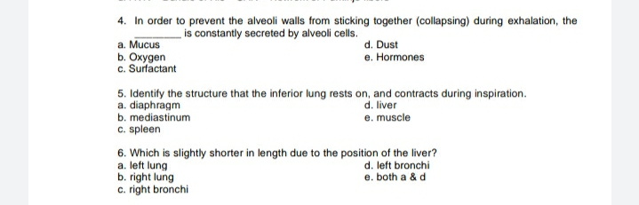 4. In order to prevent the alveoli walls from sticking together (collapsing) during exhalation, the
is constantly secreted by alveoli cells.
a. Mucus
b. Oxygen
c. Surfactant
d. Dust
e. Hormones
5. Identify the structure that the inferior lung rests on, and contracts during inspiration.
a. diaphragm
b. mediastinum
c. spleen
d. liver
e. muscle
6. Which is slightly shorter in length due to the position of the liver?
a. left lung
b. right lung
c. right bronchi
d. left bronchi
e. both a & d
