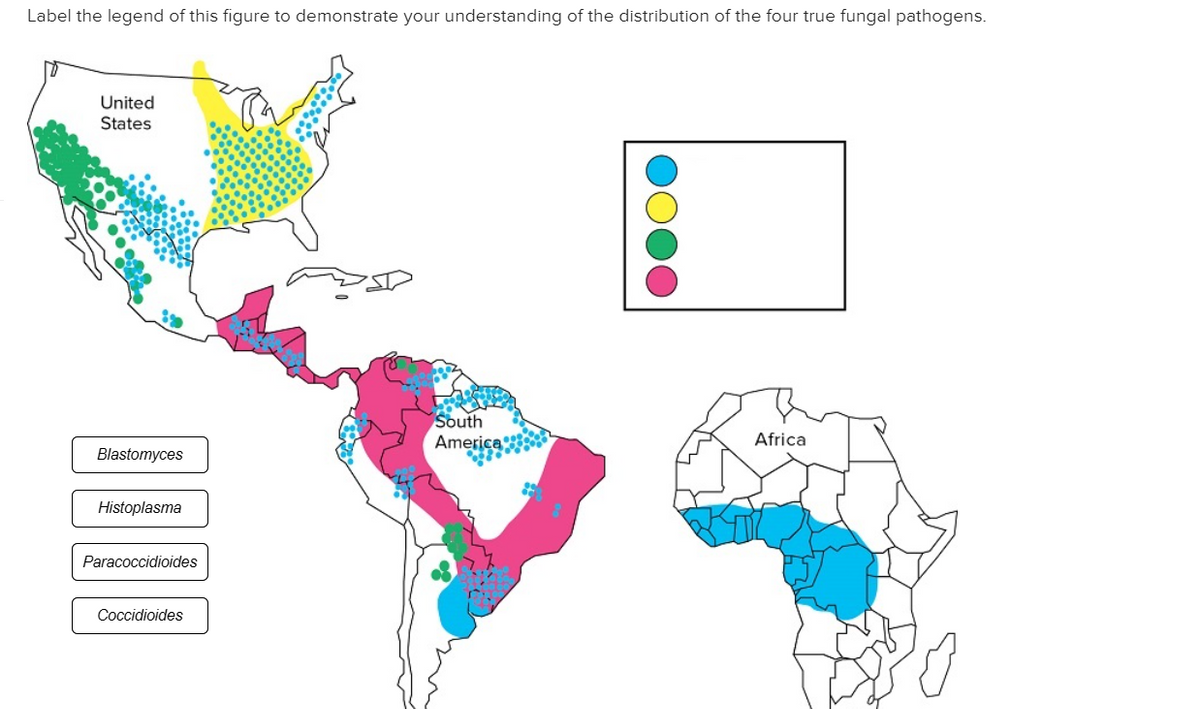 Label the legend of this figure to demonstrate your understanding of the distribution of the four true fungal pathogens.
United
States
South
America
Africa
Blastomyces
Histoplasma
Paracoccidioides
Coccidioides
