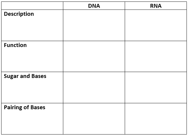 DNA
RNA
Description
Function
Sugar and Bases
Pairing of Bases
