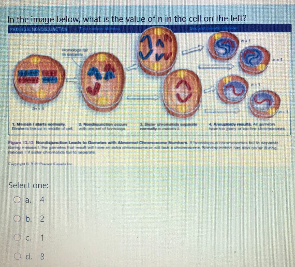 In the image below, what is the value of n in the cell on the left?
Fast
Melcals i starts
et ot he
Figure 13.13 Nondisjunction Laads to
hat
seiosi
Select one:
O a. 4
Ob. 2
Oc. 1
Od. 8
