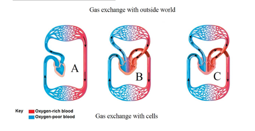Gas exchange with outside world
A
B
Key
Oxygen-rich blood
Oxygen-poor blood
Gas exchange with cells

