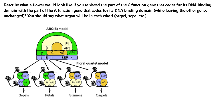 Describe what a flower would look like if you replaced the part of the C function gene that codes for its DNA binding
domain with the part of the A function gene that codes for its DNA binding domain (while leaving the other genes
unchanged)? You should say what organ will be in each whorl (carpel, sepal etc.)
ABC(E) model
PI
AP3
AG
AP1
SEP1-4
Floral quartet model
AP1 SEP
AP1 SEP
AG SEP
AG( SEP
SEP AP1
PI APS
PI AP3
SEP AG
Sepals
Petals
Stamens
Carpels
