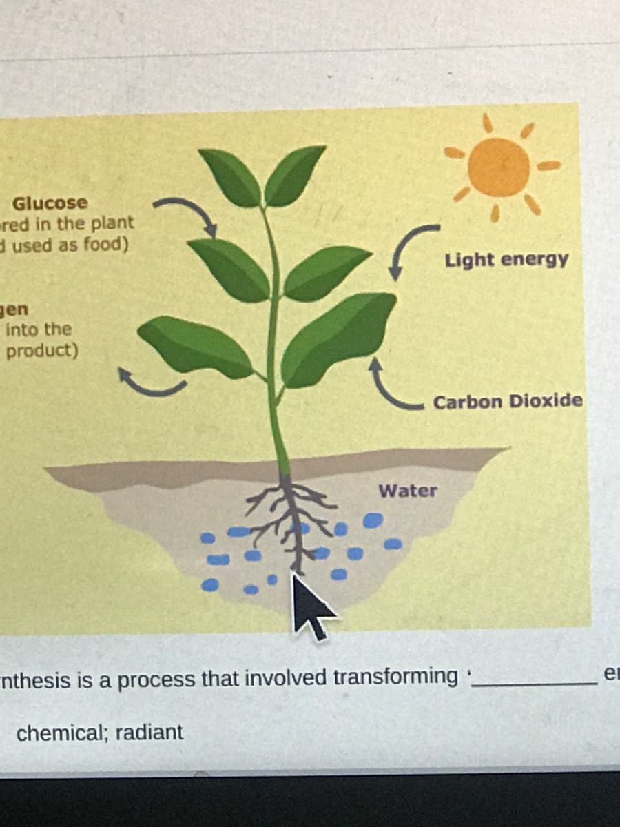 Glucose
red in the plant
d used as food)
Light energy
gen
into the
product)
Carbon Dioxide
Water
er
nthesis is a process that involved transforming:
chemical; radiant
