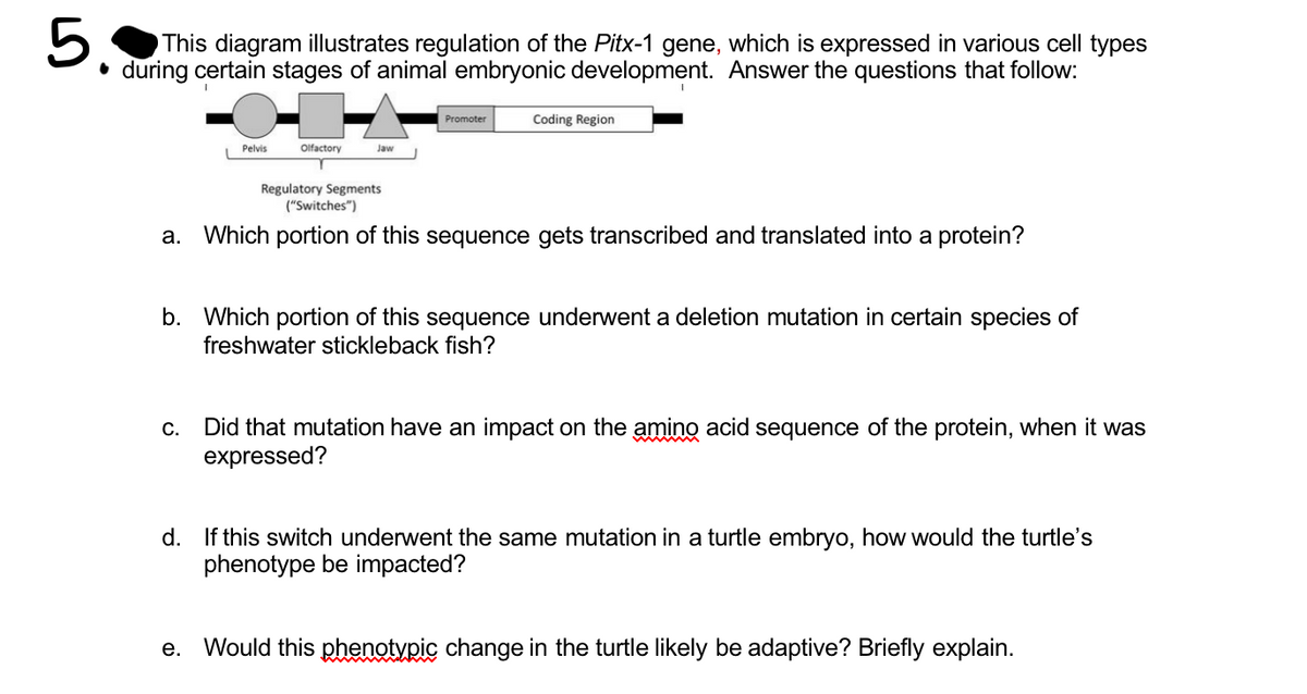 5.
This diagram illustrates regulation of the Pitx-1 gene, which is expressed in various cell types
• during certain stages of animal embryonic development. Answer the questions that follow:
Promoter
Coding Region
Pelvis
Olfactory
Jaw
Regulatory Segments
("Switches")
a. Which portion of this sequence gets transcribed and translated into a protein?
b. Which portion of this sequence underwent a deletion mutation in certain species of
freshwater stickleback fish?
Did that mutation have an impact on the amino acid sequence of the protein, when it was
expressed?
С.
d. If this switch underwent the same mutation in a turtle embryo, how would the turtle's
phenotype be impacted?
е.
Would this phenotypic change in the turtle likely be adaptive? Briefly explain.
