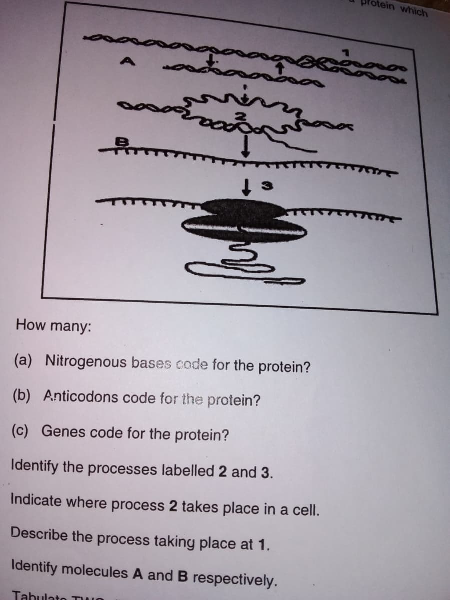rotein which
How many:
(a) Nitrogenous bases code for the protein?
(b) Anticodons code for the protein?
(c) Genes code for the protein?
Identify the processes labelled 2 and 3.
Indicate where process 2 takes place in a cell.
Describe the process taking place at 1.
Identify molecules A and B respectively.
Tabulato TWO
