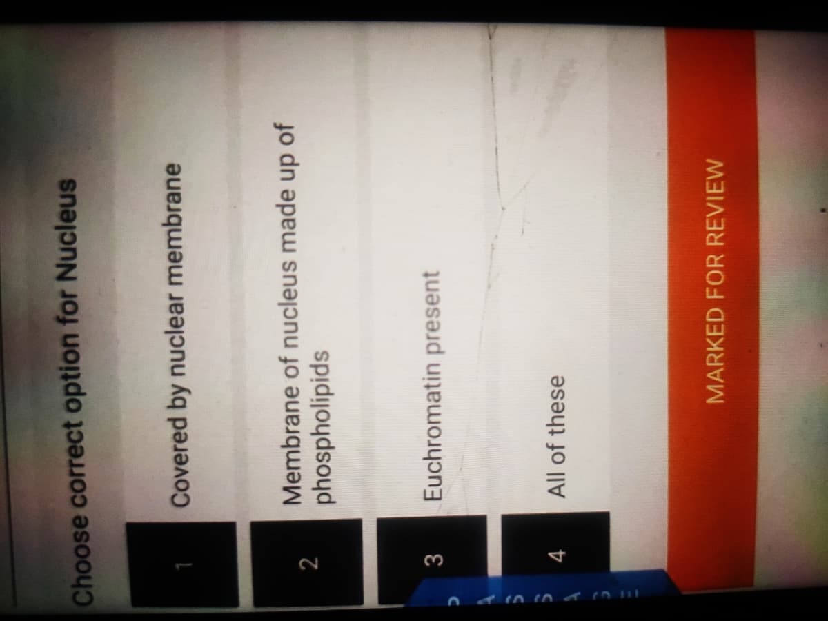 Choose correct option for Nucleus
Covered by nuclear membrane
Membrane of nucleus made
of
dn
phospholipids
3
Euchromatin present
4
All of these
MARKED FOR REVIEW

