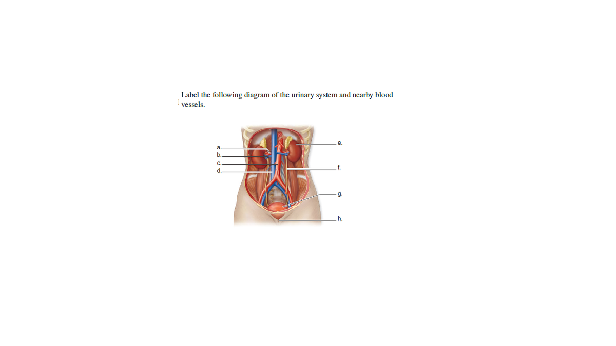 Label the following diagram of the urinary system and nearby blood
vessels.
е.
a.
b.
C.
.f.
d.
6-
h.
