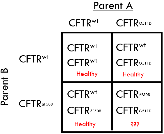 Parent B
CFTRwt
CFTRAFS
AF508
Parent A
CFTRwt CFTRG511D
CFTRwt
CFTRwt
Healthy
CFTRwt
CFTRAFS
Healthy
AF508
CFTRwt
CFTR G511D
Healthy
CFTRAFSC
AF508
CFTR G5
???
G511D
