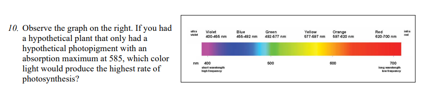 10. Observe the graph on the right. If you had
a hypothetical plant that only had a
hypothetical photopigment with an
absorption maximum at 585, which color
light would produce the highest rate of
photosynthesis?
ltra
Violet
Blue
456-492 nm
Green
492677 nm
Yellow
Orange
597-620 nm
Red
intra
vielet
red
400-455 nm
677-697 nm
620-700 nm
nm
400
500
600
700
short wtength
Ieng vetength
high fmuency
lawhumcy
