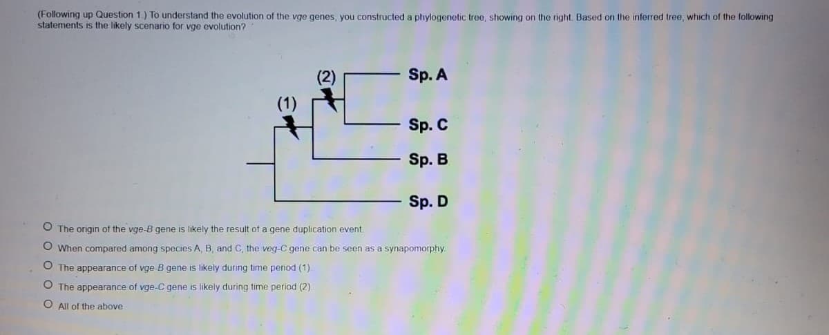 (Following up Question 1.) To understand the evolution of the vge genes, you constructed a phylogenetic tree, showing on the right. Based on the inferred tree, which of the following
statements is the likely scenario for vge evolution?
Sp. A
Sp. C
Sp. B
Sp. D
O The origin of the vge-B gene is likely the result of a gene duplication event
O When compared among species A, B, and C, the veg-C gene can be seen as a synapomorphy.
O The appearance of vge-B gene is likely during time period (1)
O The appearance of vge-C gene is likely during time period (2)
O All of the above