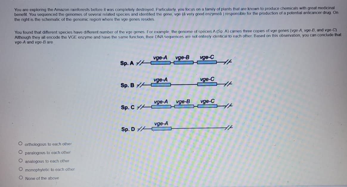 You are exploring the Amazon rainforests before it was completely destroyed. Particularly, you focus on a family of plants that are known to produce chemicals with great medicinal
benefit. You sequenced the genomes of several related species and identified the gene, vge (à very good enzymea) responsible for the production of a potential anticancer drug. On
the right is the schematic of the genomic region where the vge genes resides.
You found that different species have different number of the vge genes. For example, the genome of spécies A (Sp. A) carries three copies of vge genes (vge-A, vge-B, and vge-C).
Although they all encode the VGE enzyme and have the same function, their DNA sequences are not entirely identical to each other. Based on this observation, you can conclude that
vge-A and vge-B are
O orthologous to each other
O paralogous to each other
O analogous to each other
O monophyletic to each other
O None of the above
Sp. A
Sp. B
Sp. C
Sp. D
vge-A vge-B
vge-A
vge-A vge-B
vge-A
vge-C
vge-C
vge-C
HF
HA