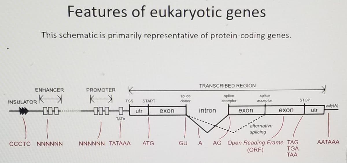 Features of eukaryotic genes
This schematic is primarily representative of protein-coding genes.
ENHANCER
INSULATOR K
---...
CCCTC NNNNNN
K
TSS START
PROMOTER
ка
HHHutr exon
TATA
NNNNNN TATAAA ATG
splice
donor
TRANSCRIBED REGION
intron
GU A
splice
acceptor
exon
splice
acceptor
alternative
splicing
exon
AG Open Reading Frame TAG
(ORF)
TGA
TAA
STOP
utr
poly(A)
AATAAA