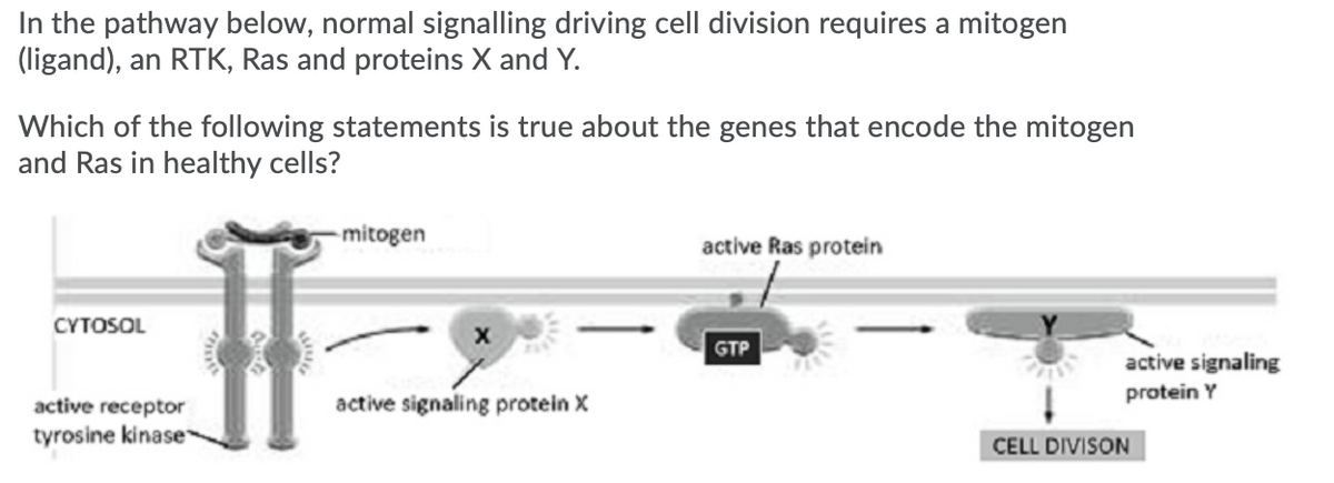 In the pathway below, normal signalling driving cell division requires a mitogen
(ligand), an RTK, Ras and proteins X and Y.
Which of the following statements is true about the genes that encode the mitogen
and Ras in healthy cells?
mitogen
active Ras protein
CYTOSOL
GTP
active signaling
protein Y
active receptor
active signaling protein X
tyrosine kinase
CELL DIVISON
