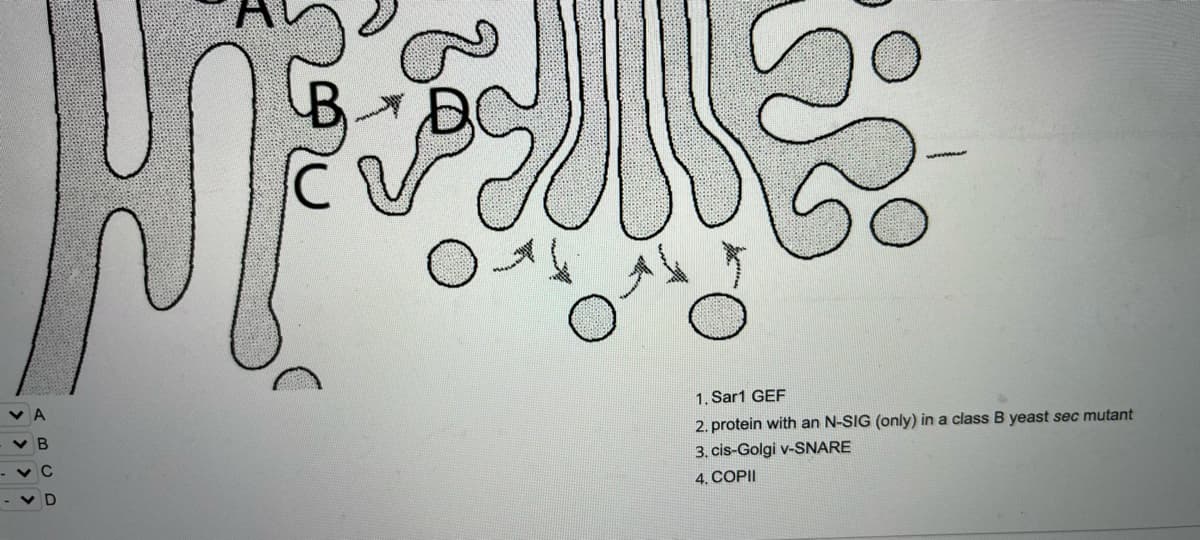 1. Sar1 GEF
v B
2. protein with an N-SIG (only) in a class B yeast sec mutant
3. cis-Golgi v-SNARE
V D
4. COPII
