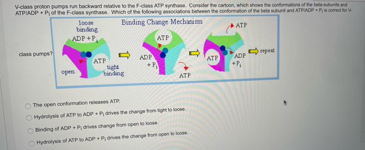 V-class proton pumps run backward relative to the F-class ATP synthase. Consider the cartoon, which shows the conformations of the beta-subunits and
ATPIADP + Pj of the F-class synthase. Which of the following associations between the conformation of the beta subunit and ATP/ADP + P¡ is correct for V-
Binding Change Mechanism
loose
binding
ADP+P
ATP
ATP
class pumps?
C repeat
ADP
+ P,
ADP
АТР
tight
binding
АТР
+P
оpen
АТР
O The open conformation releases ATP.
Hydrolysis of ATP to ADP + P¡ drives the change from tight to loose.
O Binding of ADP + P¡ drives change from open to loose.
Hydrolysis of ATP to ADP + Pj drives the change from open to loose.
