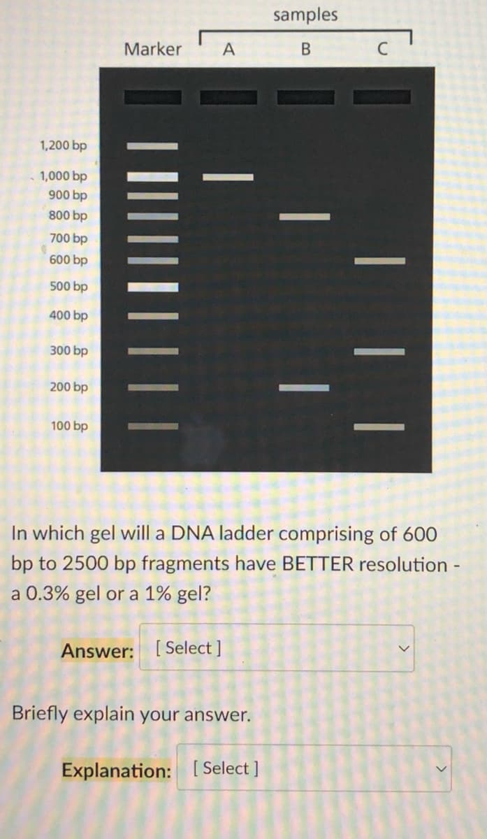 Marker
A
samples
B
1,200 bp
1,000 bp
900 bp
800 bp
700 bp
600 bp
500 bp
400 bp
300 bp
200 bp
100 bp
In which gel will a DNA ladder comprising of 600
bp to 2500 bp fragments have BETTER resolution -
a 0.3% gel or a 1% gel?
V
Answer: [Select]
Briefly explain your answer.
Explanation: [Select]
|
|
|
| |