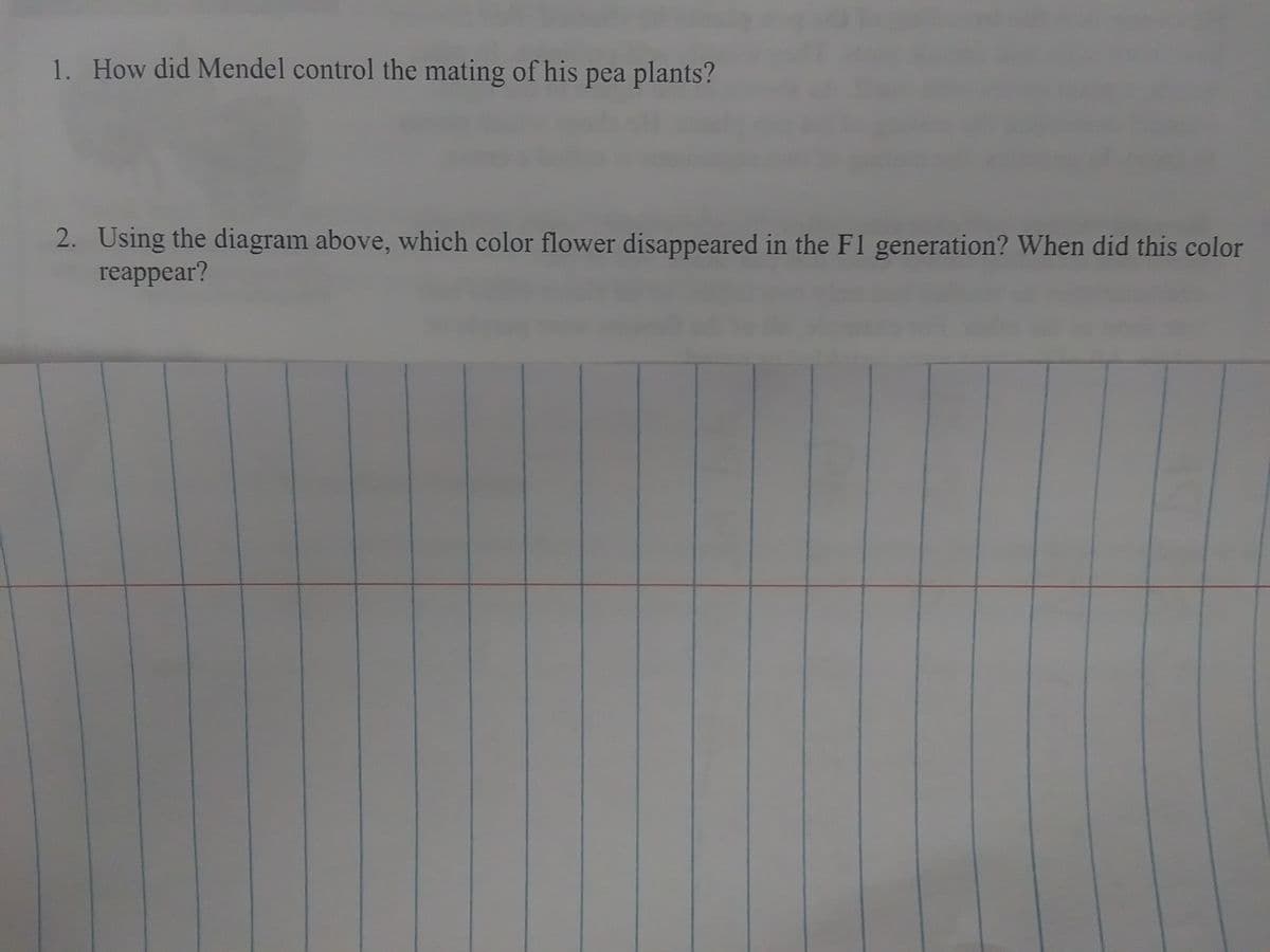 1. How did Mendel control the mating of his pea plants?
2. Using the diagram above, which color flower disappeared in the F1 generation? When did this color
reappear?
