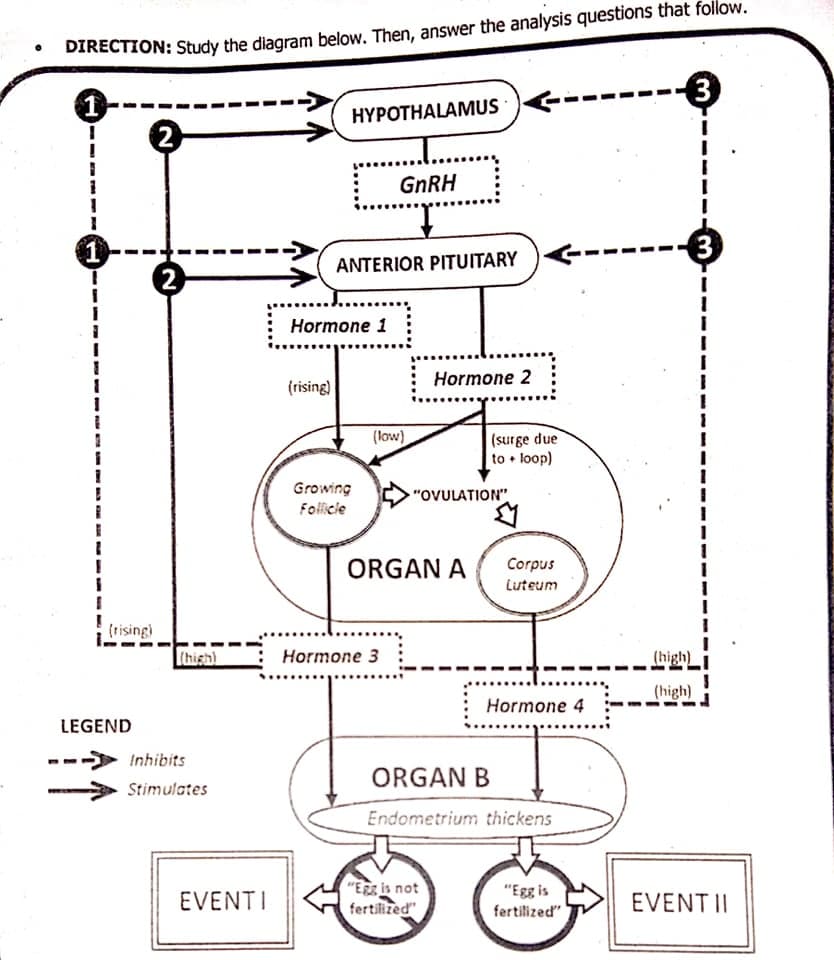 DIRECTION: Study the diagram below. Then, answer the analysis questions that follow.
3
HYPOTHALAMUS
GNRH
1)
2.
ANTERIOR PITUITARY )
Hormone 1
Hormone 2
(rising)
(low)
(surge due
to • loop)
Growing
Follicie
"OVULATION"
ORGAN A
Corpus
Luteum
(rising)
Lthish)
Hormone 3
(high)
(high)
Hormone 4
LEGEND
Inhibits
---
ORGAN B
Stimulates
Endometrium thickens
"E is not
fertilized"
"Egg is
fertilized"
EVENTI
EVENT II
3.
---
