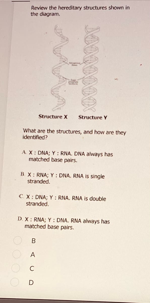Review the hereditary structures shown in
the diagram.
Oooo
Structure X
Structure Y
What are the structures, and how are they
identified?
A. X: DNA; Y: RNA. DNA always has
matched base pairs.
B. X: RNA; Y: DNA. RNA is single
stranded.
C. X: DNA; Y: RNA. RNA is double
stranded.
D. X: RNA; Y : DNA. RNA always has
matched base pairs.
B
A
C
MANNNNNNX
D