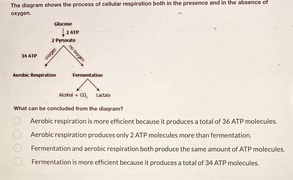 The diagram shows the process of cellular respiration both in the presence and in the absence of
oxygen.
Glucose
2 Pyruvate
34 ATP
Aerobic Respiration
Fermentation
Alcohol + CO₂ Lactate
What can be concluded from the diagram?
Aerobic respiration is more efficient because it produces a total of 36 ATP molecules.
Aerobic respiration produces only 2 ATP molecules more than fermentation.
Fermentation and aerobic respiration both produce the same amount of ATP molecules.
Fermentation is more efficient because it produces a total of 34 ATP molecules.
oxygen
2 ATP
no oxygen
