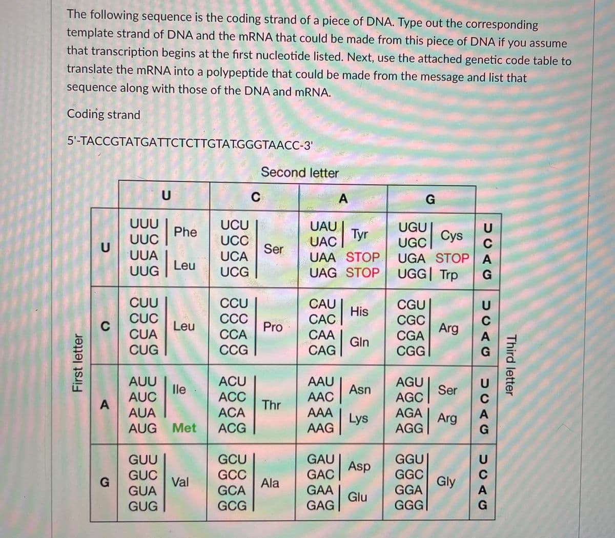 The following sequence is the coding strand of a piece of DNA. Type out the corresponding
template strand of DNA and the MRNA that could be made from this piece of DNA if you assume
that transcription begins at the first nucleotide listed. Next, use the attached genetic code table to
translate the mRNA into a polypeptide that could be made from the message and list that
sequence along with those of the DNA and MRNA.
Coding strand
5'-TACCGTATGATTCTCTTGTATGGGTAACC-3'
Second letter
U
UUU
UUC
UCU
UAU
UGU
Phe
Tyr
Cys
UCC
UCA
UAC
UAA STOP
UAG STOP UGG| Trp
UGC
Ser
UUA
UGA STOP A
UUG Leu
UCG
CUU
CCU
CC
CAU
CGU
CGC
His
CUC
C
CUA
CAC
САА
Leu
Pro
Arg
CCA
CGA
Gln
CUG
СCG
CAG
CGG
AGU Ser
AAU
AAC
ACU
AUU
lle
AUC
Asn
ACC
ACA
AGC
Thr
AAA
AGA
AUA
AUG Met
Arg
ACG
AAG Lys
AGG
GAU
GCU
GCC
GUU
GGU
Asp
GAC
GGC
GGA
GUC
Val
Ala
Gly
GCA
GCG
GAA
GAG
GUA
Glu
GUG
GGG
Third letter
UCAG
UCAG
5CAG
UCAG
First letter
