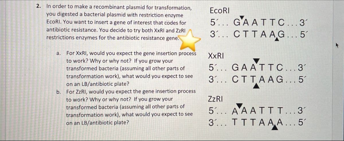 2. In order to make a recombinant plasmid for transformation,
ЕcoRI
you digested a bacterial plasmid with restriction enzyme
5'... GAATTC...3'
EcoRI. You want to insert a gene of interest that codes for
antibiotic resistance. You decide to try both XXRI and ZZRI
3... CTTAAG...5'
restrictions enzymes for the antibiotic resistance gene.
For XXRI, would you expect the gene insertion process
to work? Why or why not? If you grow your
transformed bacteria (assuming all other parts of
а.
XXRI
5... GAATTC...3
3..... СТТАA G...5
transformation work), what would you expect to see
on an LB/antibiotic plate?
b. For ZZRI, would you expect the gene insertion process
to work? Why or why not? If you grow your
ZZRI
transformed bacteria (assuming all other parts of
transformation work), what would you expect to see
on an LB/antibiotic plate?
5... A A ATTL...3'
3... TTTA A A... 5

