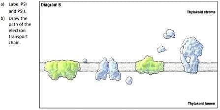 a) Label PSI
Diagram 6
and PSII.
Thylakold stroma
b) Draw the
path of the
electron
transport
chain
Thytakoid lumen
