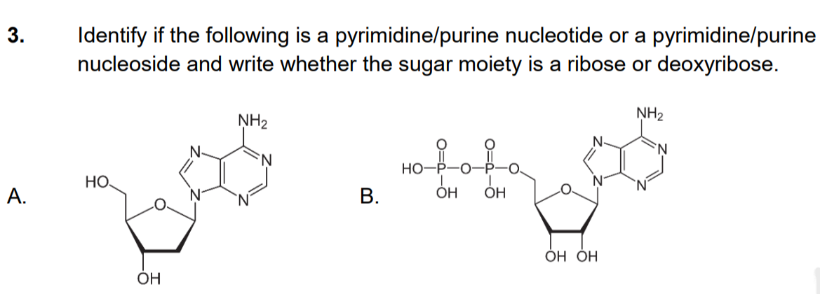 3.
Identify if the following is a pyrimidine/purine nucleotide or a pyrimidine/purine
nucleoside and write whether the sugar moiety is a ribose or deoxyribose.
NH2
ŅH2
N-
ofoka
N-
'N.
HO-P-O
HỌ.
А.
В.
ÓH
OH
ОН ОН
OH
